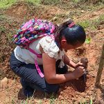 Mineros Nicaragua Arranca siembra de 127 mil árboles en Bonanza