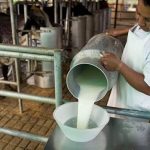 Nicaragua lidera con precios más bajos de leche en Centroamérica